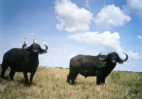 Bulls Standing In Field GIF