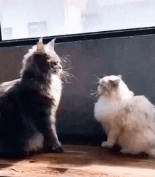 Bully Maine Coon Cat GIF
