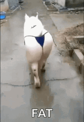 Bum Pig Fat GIF