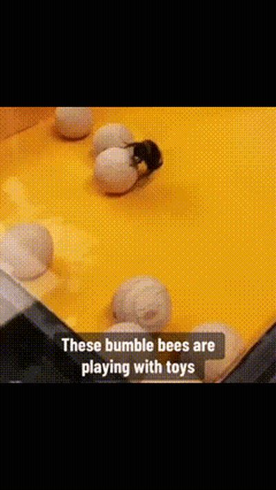 Bumble Bee Playing With Toys GIF