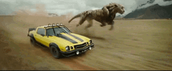 Bumblebee And The Beast GIF
