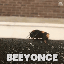Bumblebee Beyonce Leg GIF