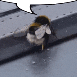 Bumblebee Bumblebee Dance GIF