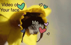Bumblebee In Loved Of Your Face GIF