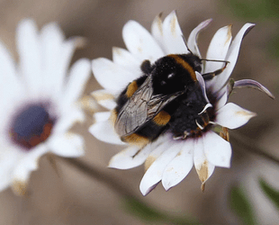 Bumblebee Peeing Now GIF