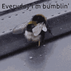 Bumblin Lmfao GIF