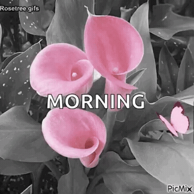 Bunch Of Pink Flowers Morning GIF