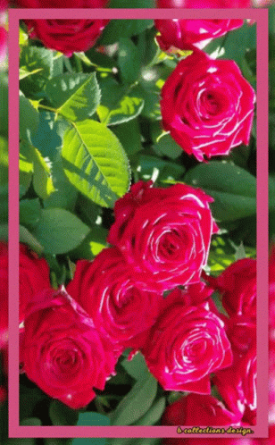 Bunch Of Pink Roses With Pink Border GIF