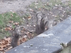 Bunch Of Prairie Dog Jumping GIF