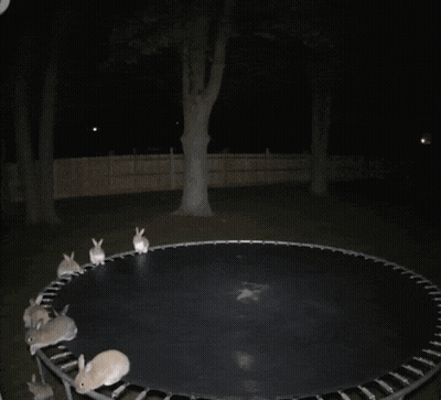 Bunch Of Rabbits Jumping On Trampoline In Dark GIF