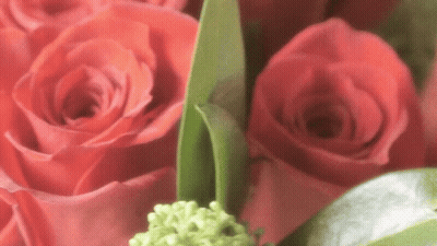 Bunch Of Red Roses With Green Leaves GIF