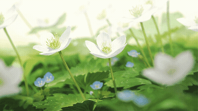 Bunch Of White Flowers With Green Leaves GIF