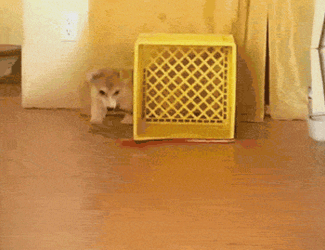 Bungee Dog Leash Turnaround Walk GIF