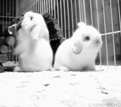 Bunny Backard Flop GIF