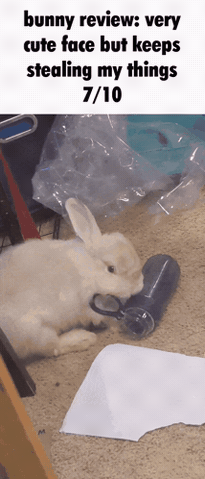 Bunny Cute Face Stealing Things 7 10 GIF