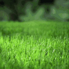 Bunny Easter Egg Roll GIF
