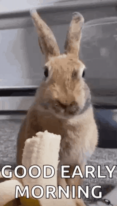Bunny Eating Banana Saying Good Early Morning GIF