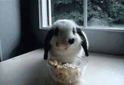 Bunny Eating Popcorn