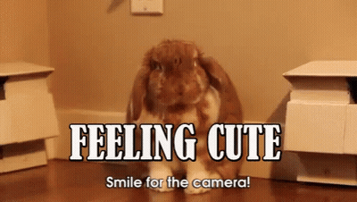 Bunny Rabbit Feeling Cute Smile for Camera