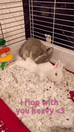 Bunny Rabbit GIF