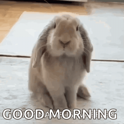 Bunny Rabbit Sitting On Carpet Saying Good Morning GIF