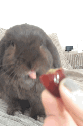 Bunny Tongue Adorable Eating GIF