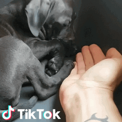 Buonanotte Cute Grande Cane GIF