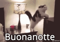 Buonanotte Sleeping Cat GIF