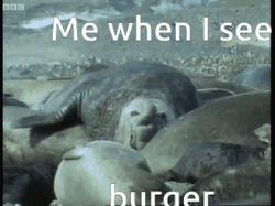 Burger Seal Crawling GIF