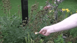 Burn Bush In Garden GIF