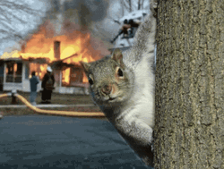 Burning House And Squirrel Meme GIF