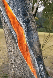 Burning Tree Bark On Fire
