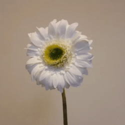 Burning White Daisy Flower GIF