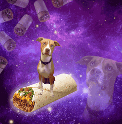 Burrito Dog Purple Galaxy GIF