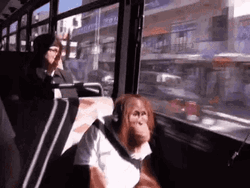 Bus Riding Monkey Alone Window     GIF