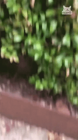 Bush Dog Hello GIF
