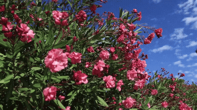 Bush Full of Pink Flowers Against Blue Sky