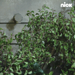 Bush In The Bushes GIF