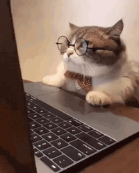 Busy Cat With Glasses GIF