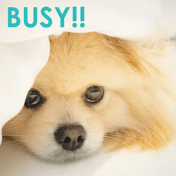 Busy Monday Cute Pup Wiggling Nose GIF