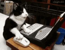 Busy Typing Cat On Laptop