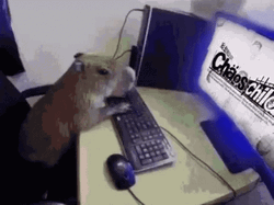 Busy Watching Capybara Meme GIF
