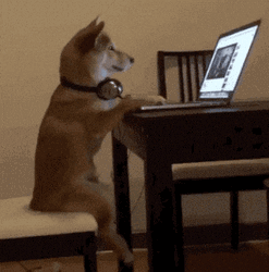 Busy Working Dog Meme GIF
