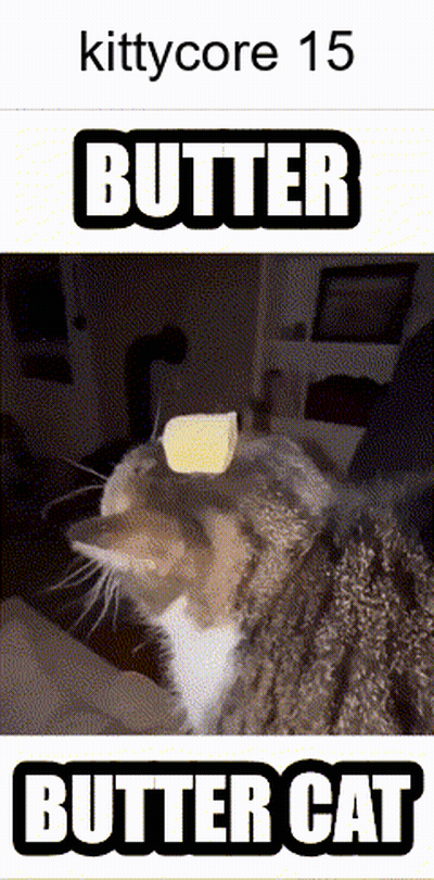 Butter Cat With Butter On Head GIF