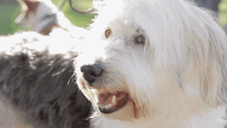 Butter Dog Panting GIF