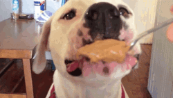 Butter Dogs Love GIF