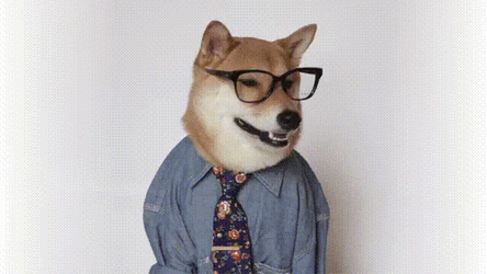 Butter Professor Dog GIF