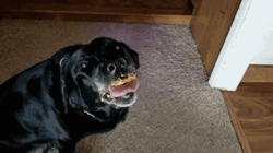 Butter Stick To The Teeth Of  Dog GIF