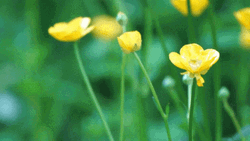 Buttercup Tumblr Flower Moving GIF