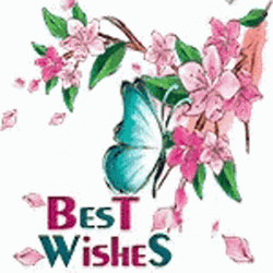 Butterflies Best Wishes  GIF